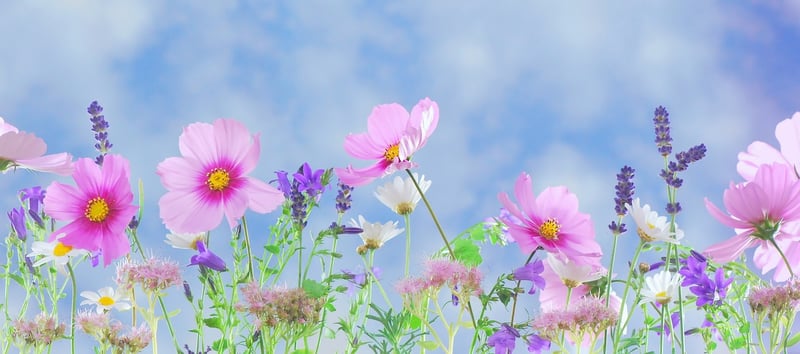 Fantasy Blossoms
