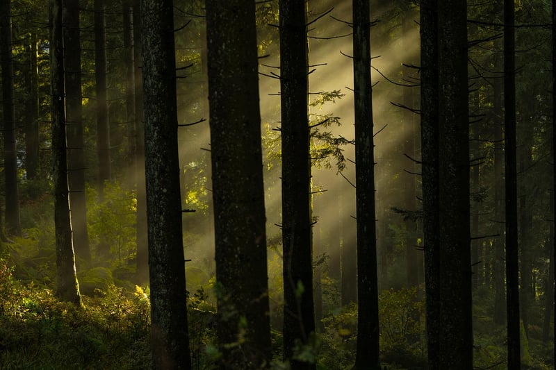 Mystical Greens