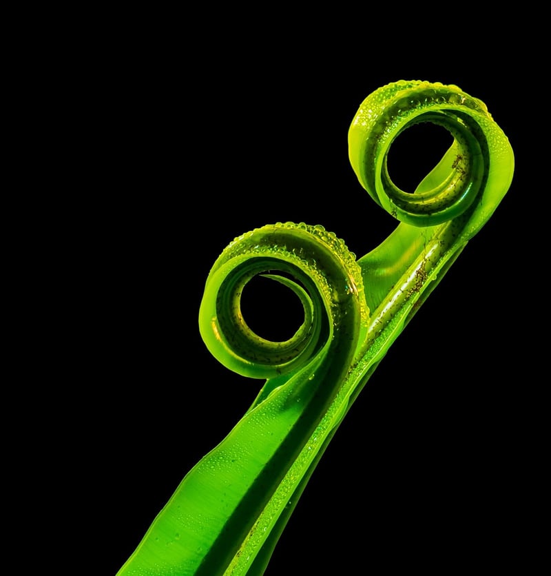 Unicorn Horn Fern
