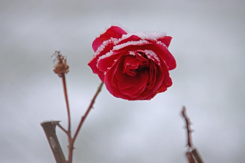 Fantasy Blossom